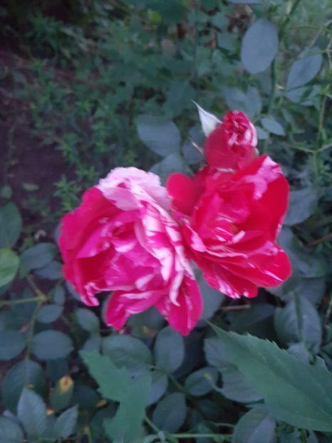  - IN GRADINA