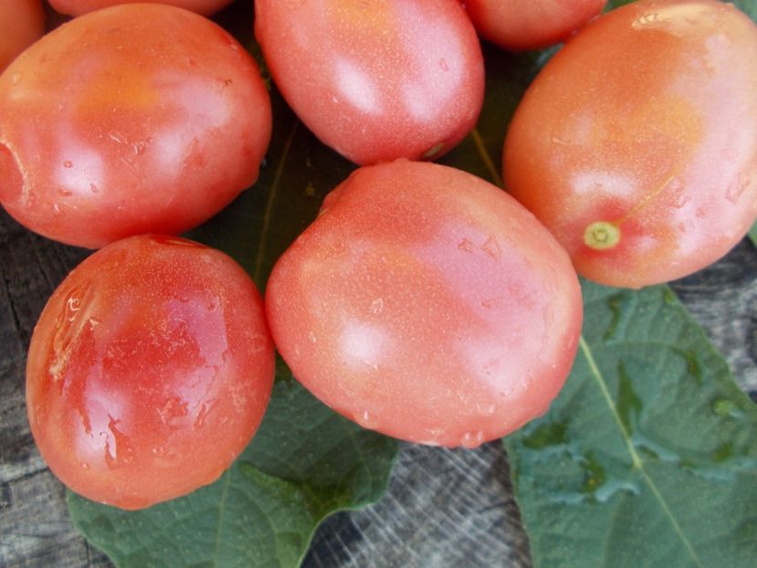  - SEMINTE ROSII - PINK PLUM