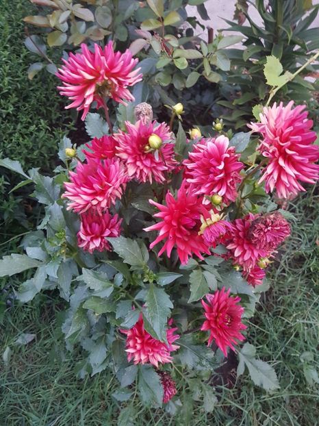  - IN GRADINA