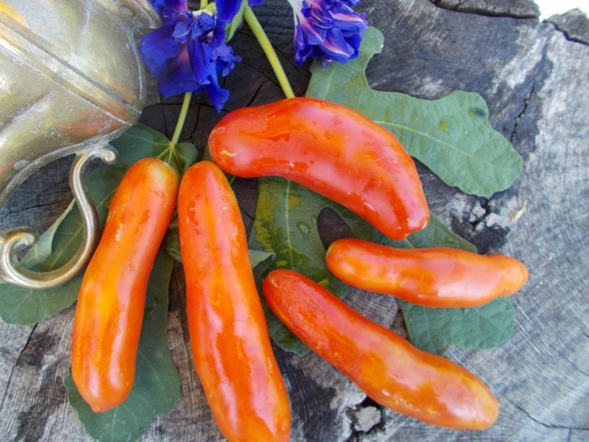  - SEMINTE ROSII - T 460 AURIA