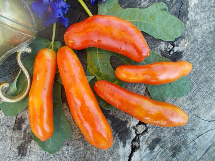  - SEMINTE ROSII - T 460 AURIA