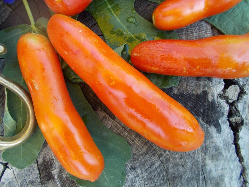  - SEMINTE ROSII - T 460 AURIA