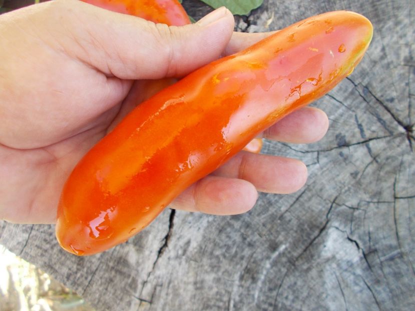  - SEMINTE ROSII - T 460 AURIA