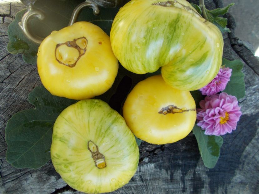  - SEMINTE ROSII - T 399 DIKOVINNYY TSVETOK ZHELTYY