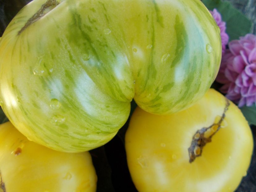  - SEMINTE ROSII - T 399 DIKOVINNYY TSVETOK ZHELTYY