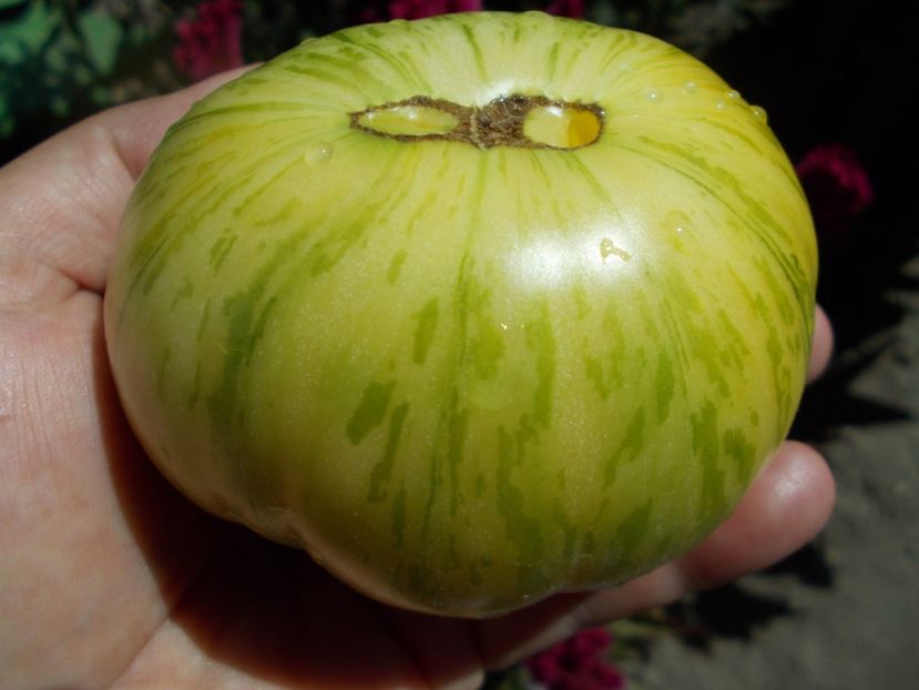  - SEMINTE ROSII - T 399 DIKOVINNYY TSVETOK ZHELTYY