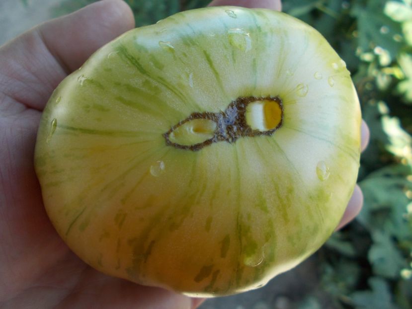  - SEMINTE ROSII - T 399 DIKOVINNYY TSVETOK ZHELTYY