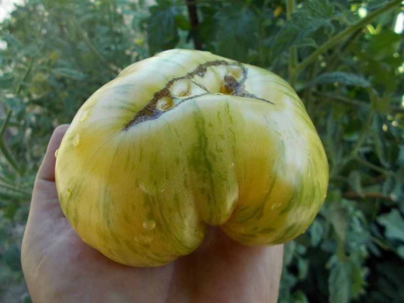  - SEMINTE ROSII - T 399 DIKOVINNYY TSVETOK ZHELTYY