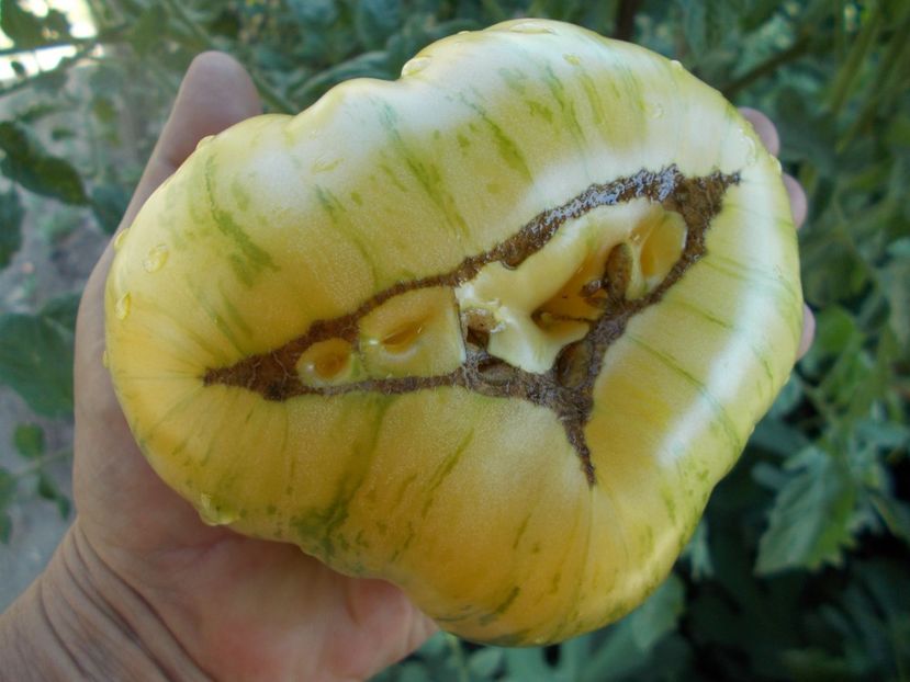  - SEMINTE ROSII - T 399 DIKOVINNYY TSVETOK ZHELTYY