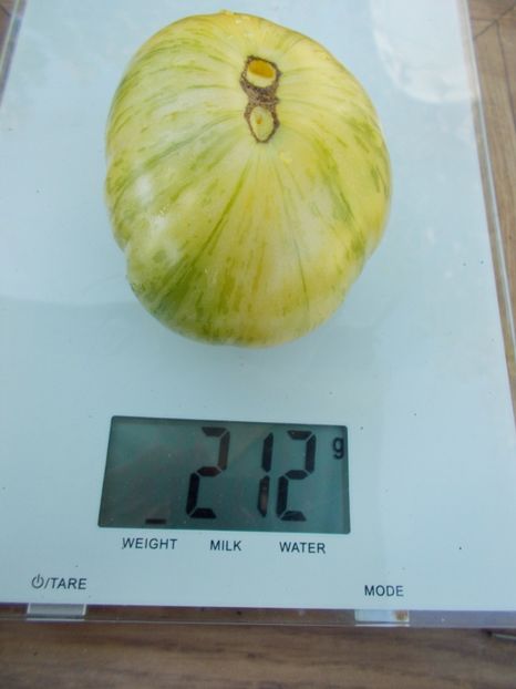  - SEMINTE ROSII - T 399 DIKOVINNYY TSVETOK ZHELTYY