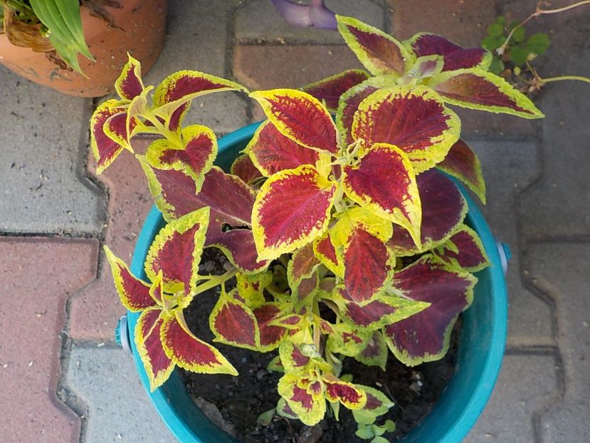  - coleus
