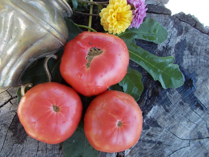  - SEMINTE ROSII - T 419 GOLIATH