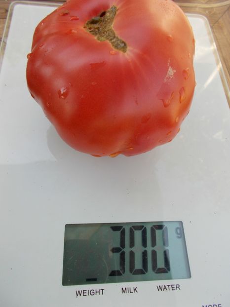  - SEMINTE ROSII - T 419 GOLIATH