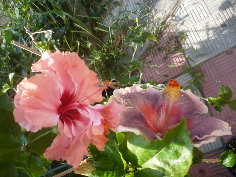 P1420627 - HIBISCUSI 2019-2