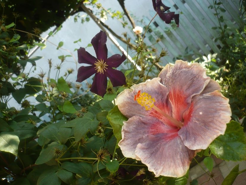 P1420635 - HIBISCUSI 2019-2