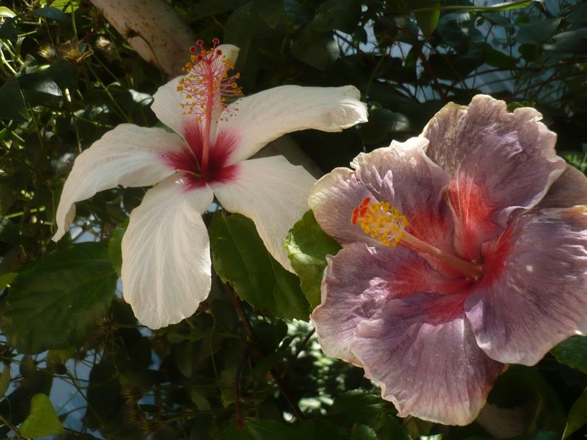 P1420633 - Xiahe no 15-Summer Lotus