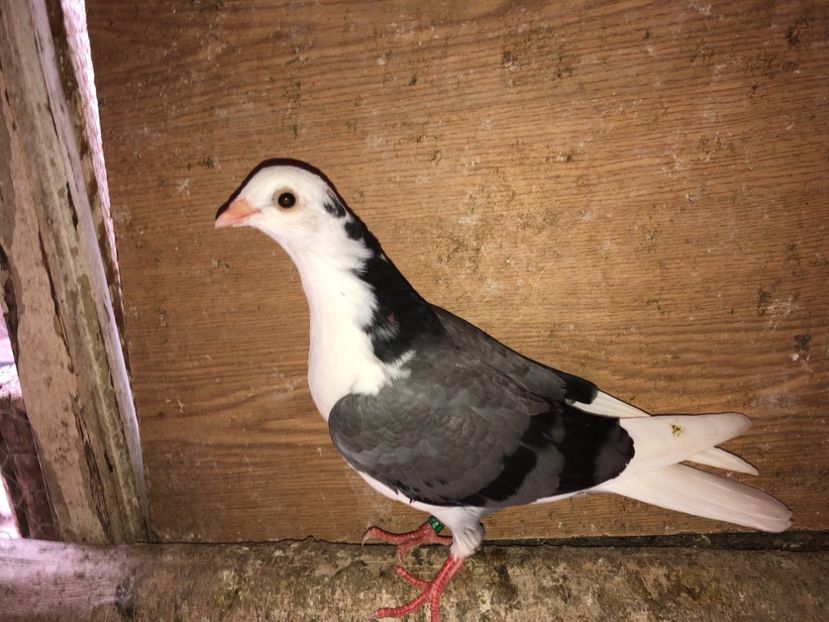 7081  mascul  2019 - Plecați ALBUM 2