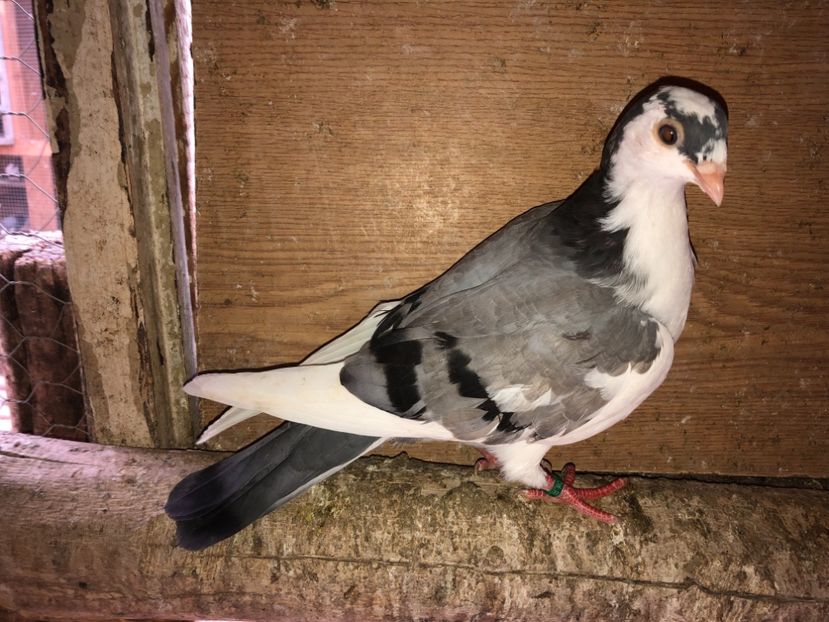 7020  femelă  2019 - Plecați ALBUM 2