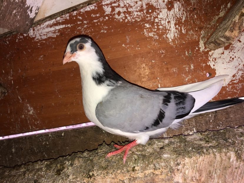 7053  mascul  2019 - Plecați ALBUM 2