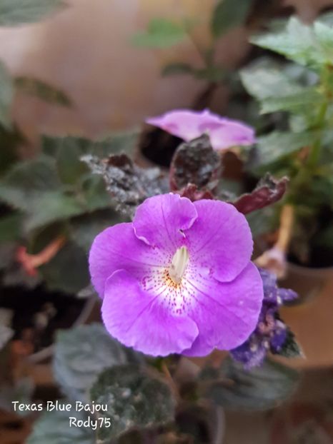 - Texas Blue Bajou