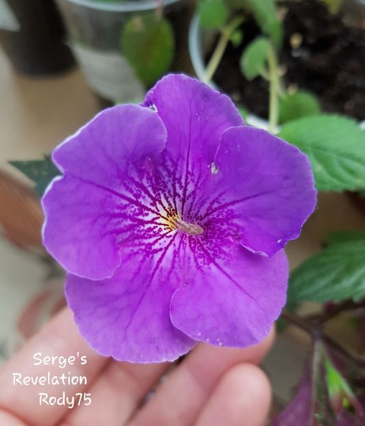  - Serge s Revelation