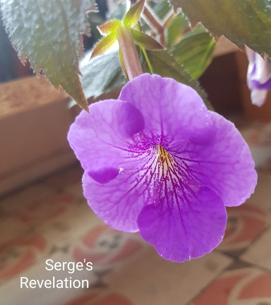  - Serge s Revelation