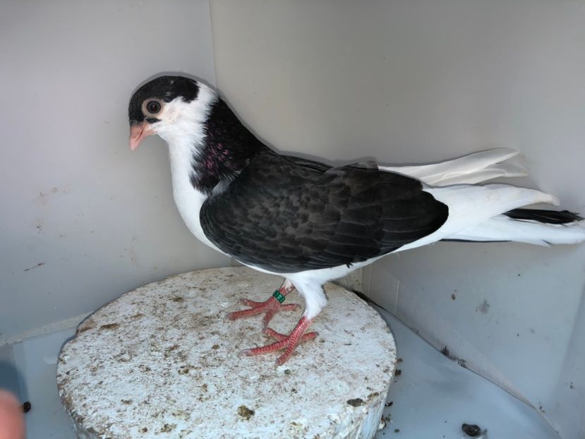 7041  femelă  2019 - Plecați ALBUM 2