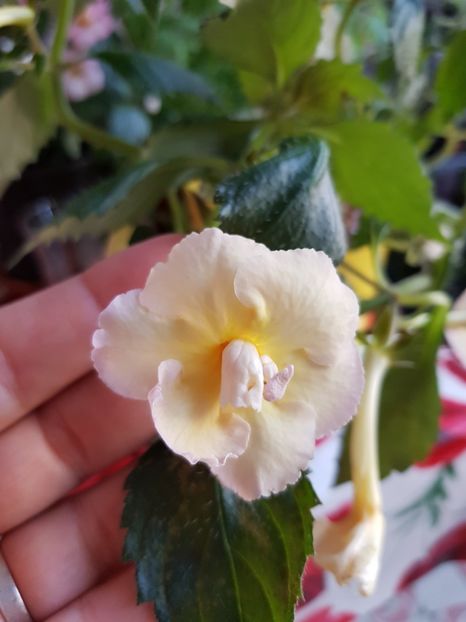  - Yello English Rose