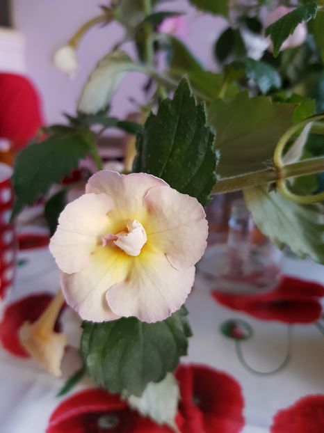  - Yello English Rose