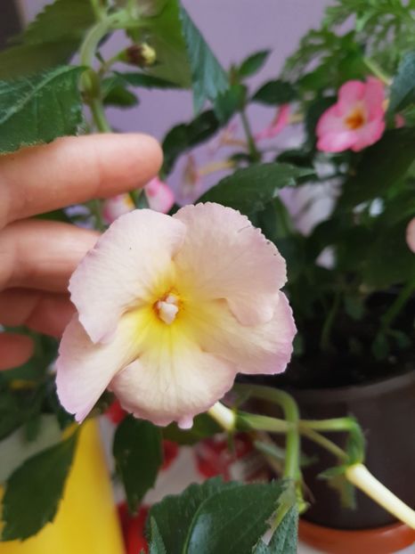  - Yello English Rose