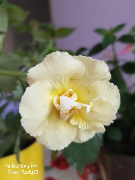 - Yello English Rose