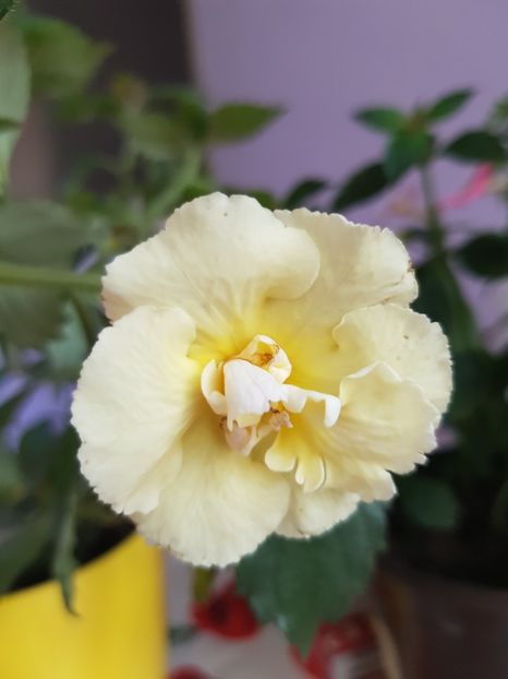  - Yello English Rose