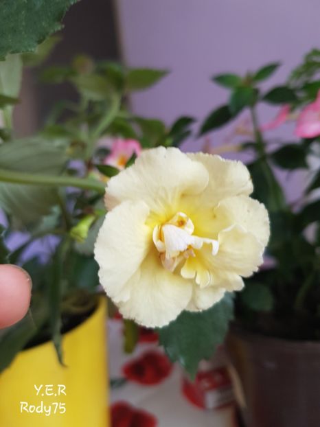  - Yello English Rose