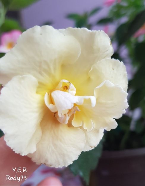  - Yello English Rose