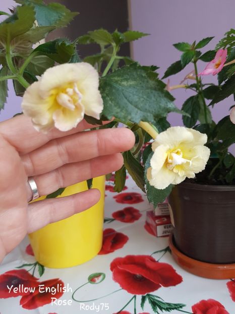  - Yello English Rose