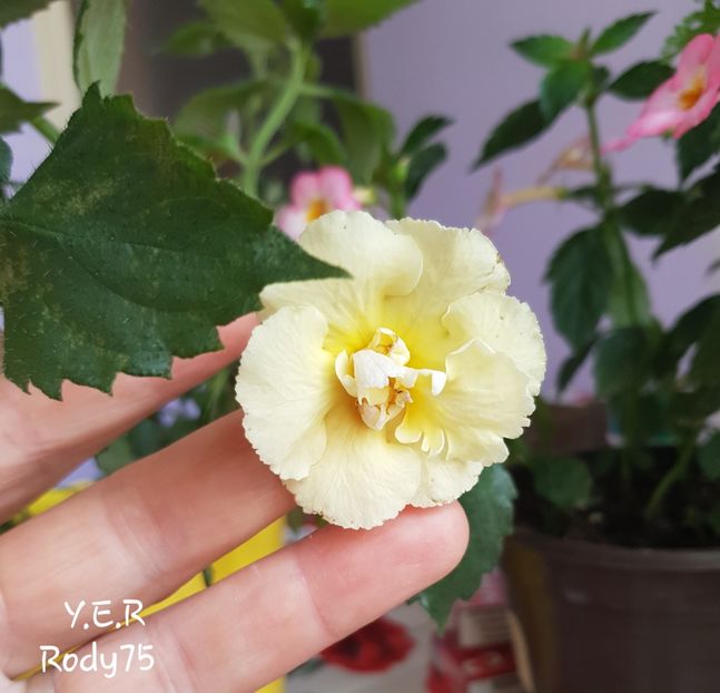  - Yello English Rose