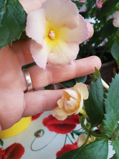  - Yello English Rose