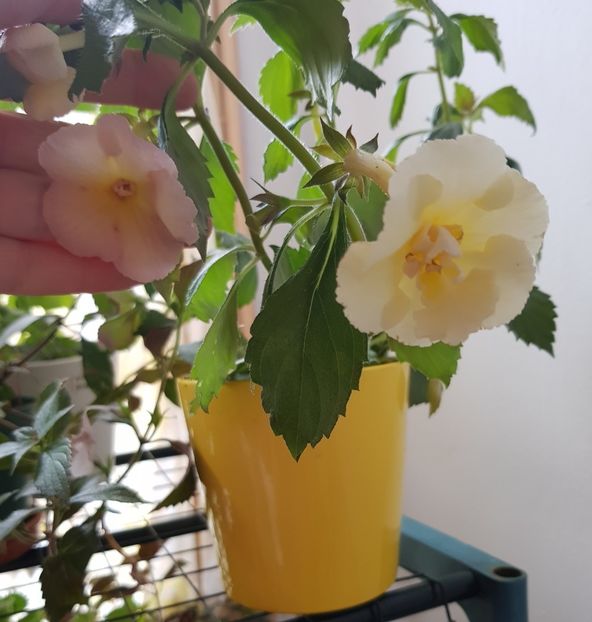  - Yello English Rose