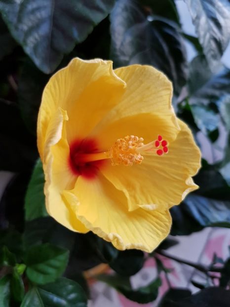  - Din grădina si alte floricele