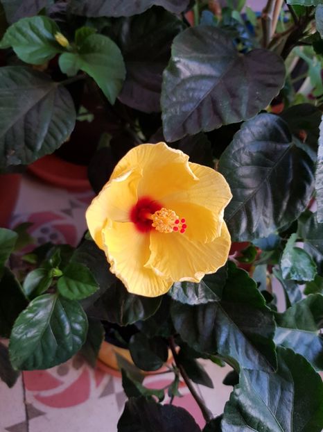  - Din grădina si alte floricele