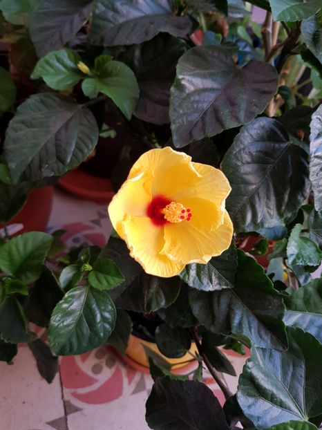  - Din grădina si alte floricele