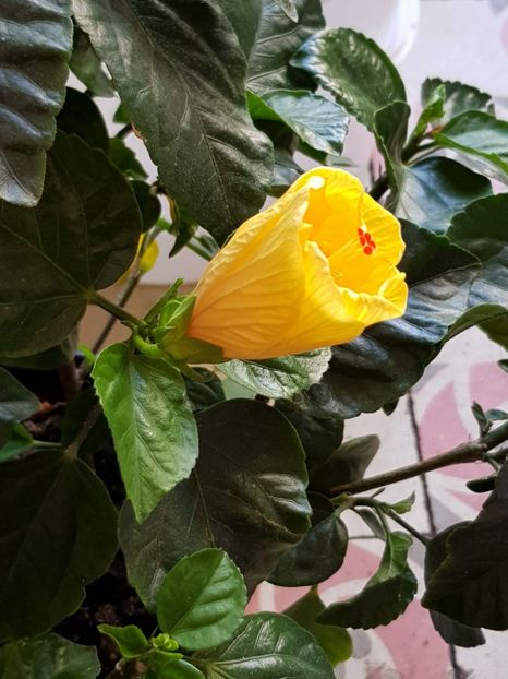  - Din grădina si alte floricele