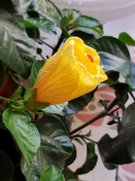  - Din grădina si alte floricele