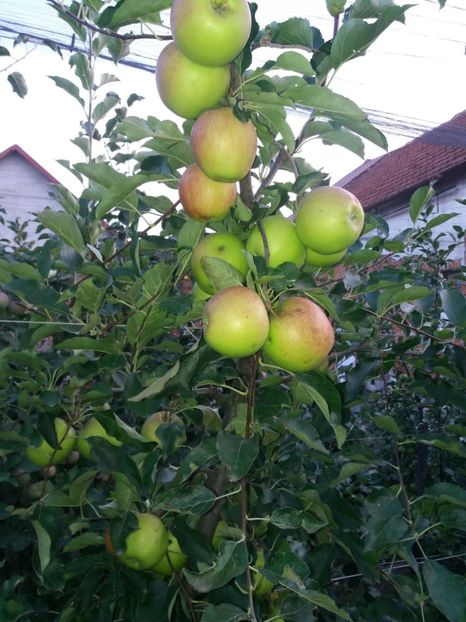 arlet - Fructe 2019 august acasa