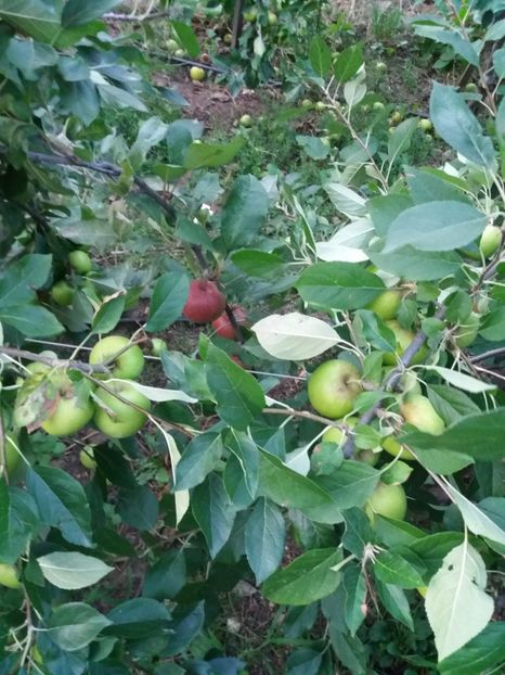 red love - Fructe 2019 august acasa