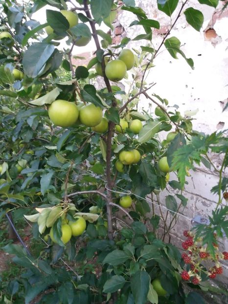 rubinete - Fructe 2019 august acasa