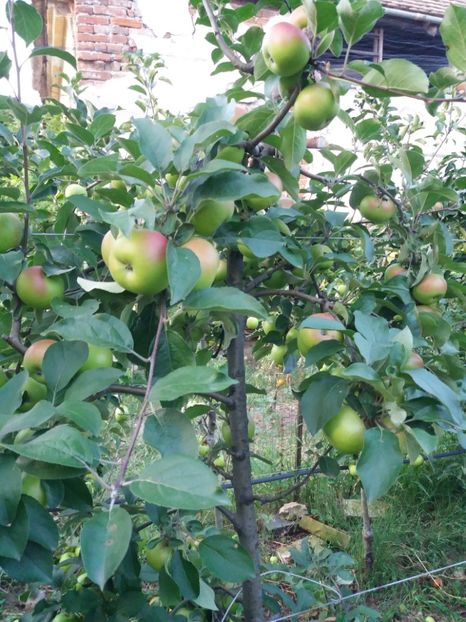  - Fructe 2019 august acasa