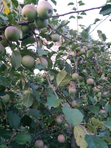 fujy - Fructe 2019 august acasa