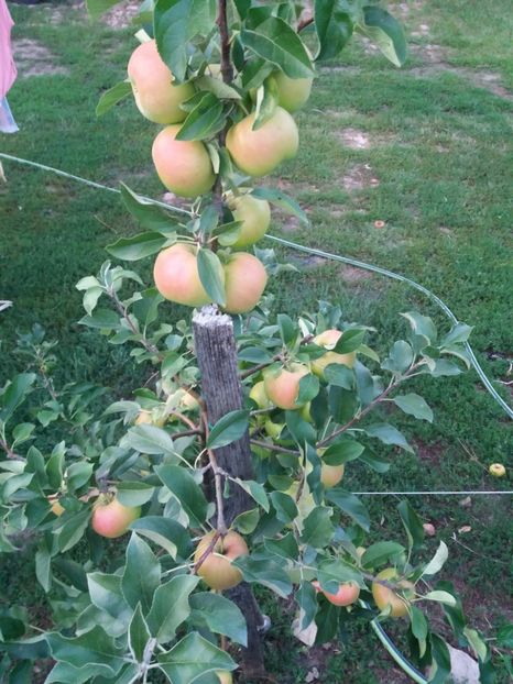 topaz - Fructe 2019 august acasa