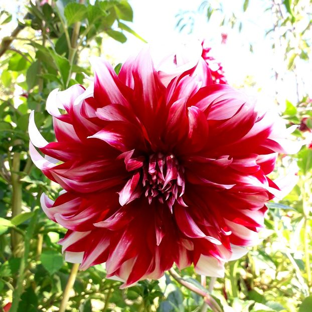  - AAAA_DALII 2015_2017_2018_2019_2020_2023